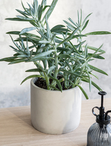 [GT/BPTL02] Bamburgh Pot - Lily White 14.5cm